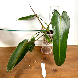 Philodendron Spiritus Sancti | Rare aroid starter plant | Rooted Exact Plants