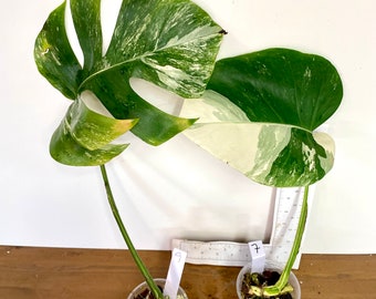 Monstera 'Albo' | Rooted & Growing | One leaf + node with growth point