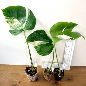 Monstera 'Albo' | Rooted & Growing | One leaf + node with growth point