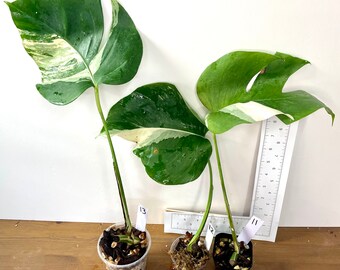 Monstera 'Albo' | Rooted & Growing | One leaf + node with growth point