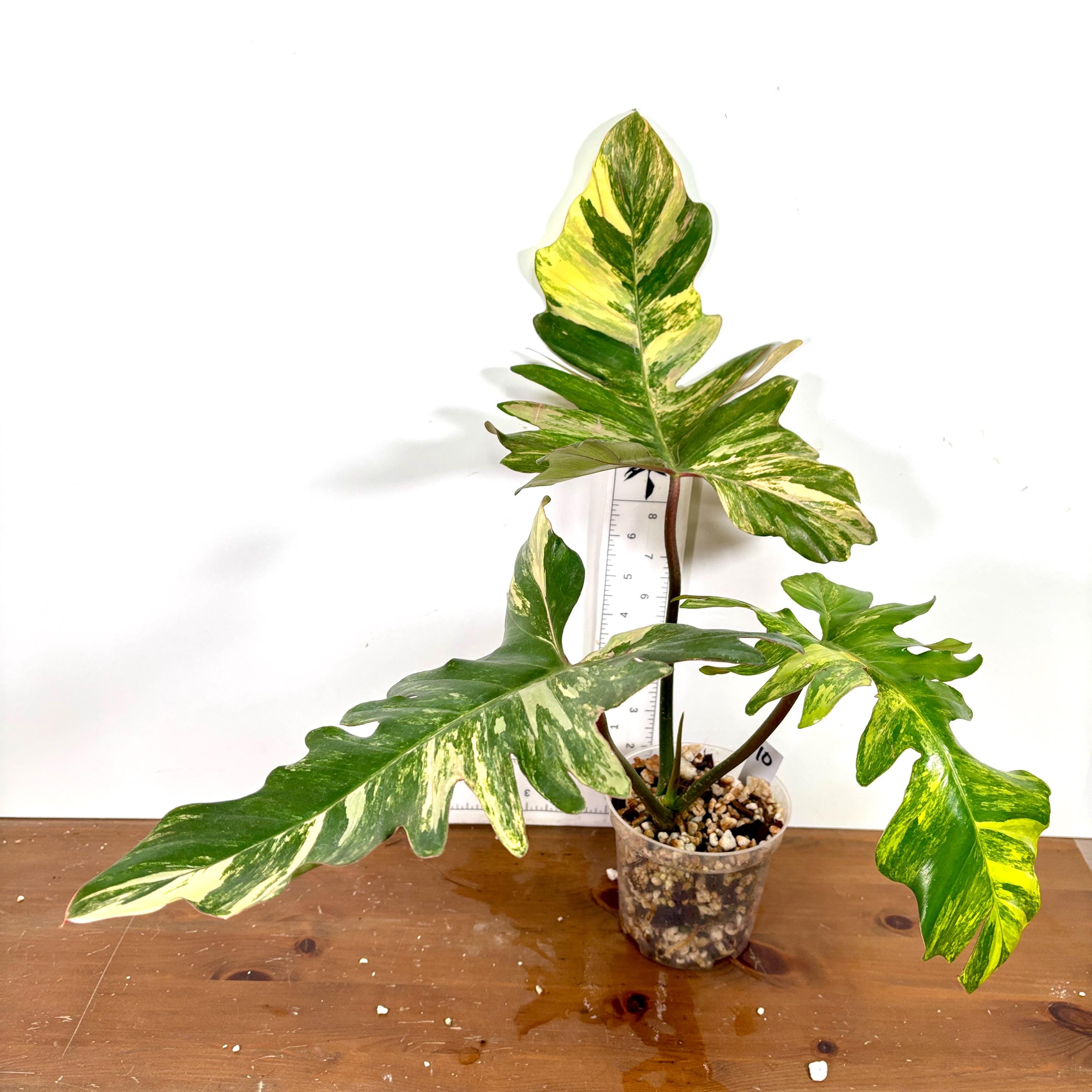 Philodendron Florida Beauty X Mayoi | Yellow, Cream, White