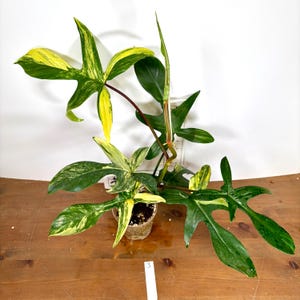 Philodendron 'Florida Beauty' Variegata | Yellow, cream, white variegation | Exact plants and nodes
