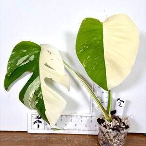 Half-moon Monstera 'albo'| Half-moon Variegation | Mature Half-moon Monstera 'albo'| Half-moon Variegation | Mature