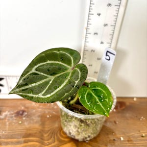 mini lavender plant 13