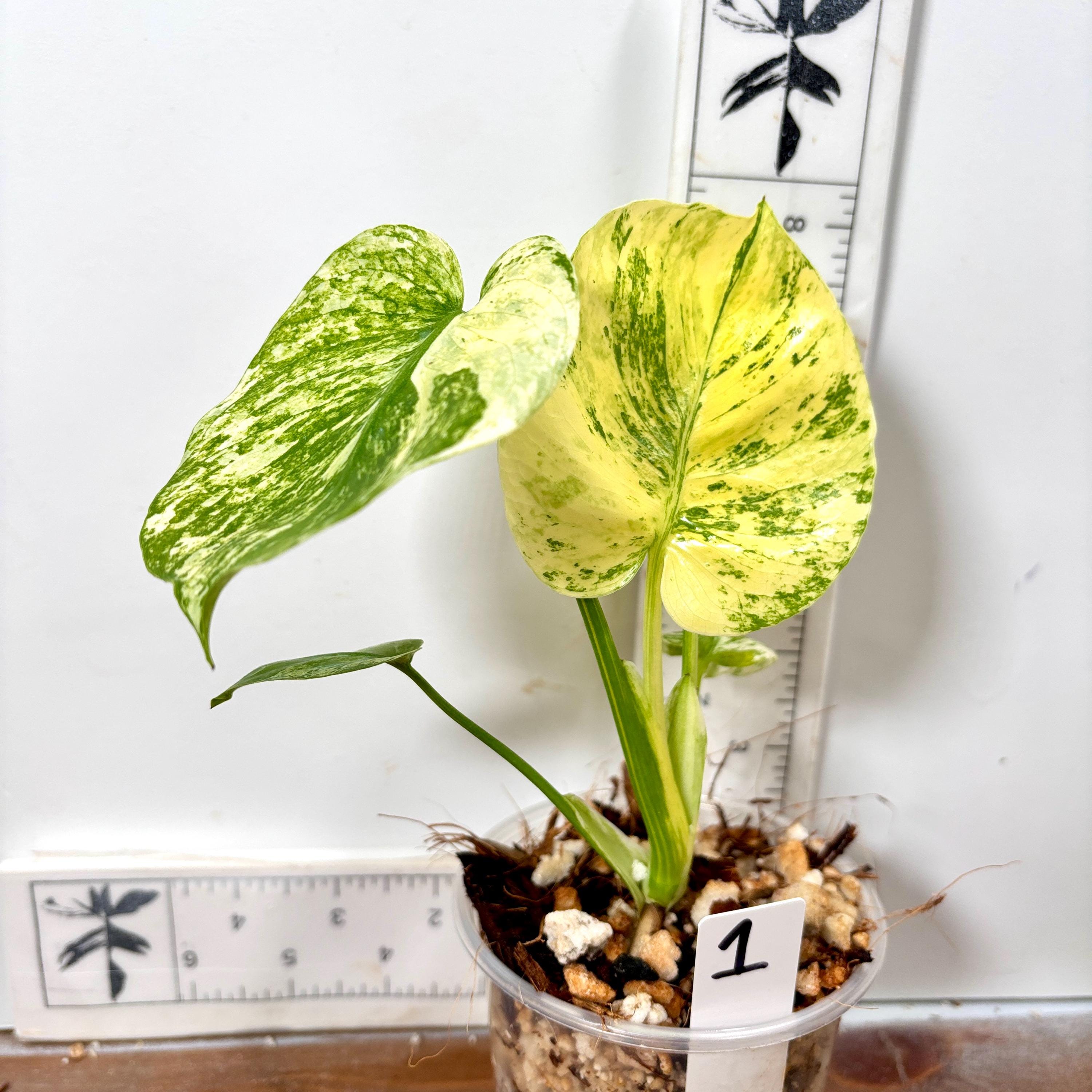 Siam Mint Monstera - Etsy