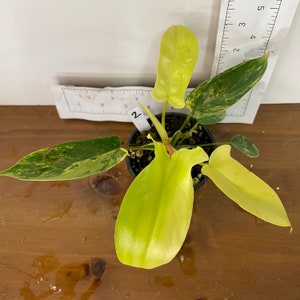 Philodendron 'Florida Beauty' Variegata | Yellow, cream, white variegation | Rooted starter plants