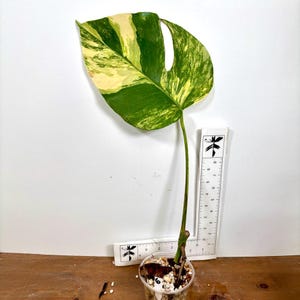 モンステラ・ポトス Monstera Aurea. Everything you want to know about Monstera Aurea Houseplants