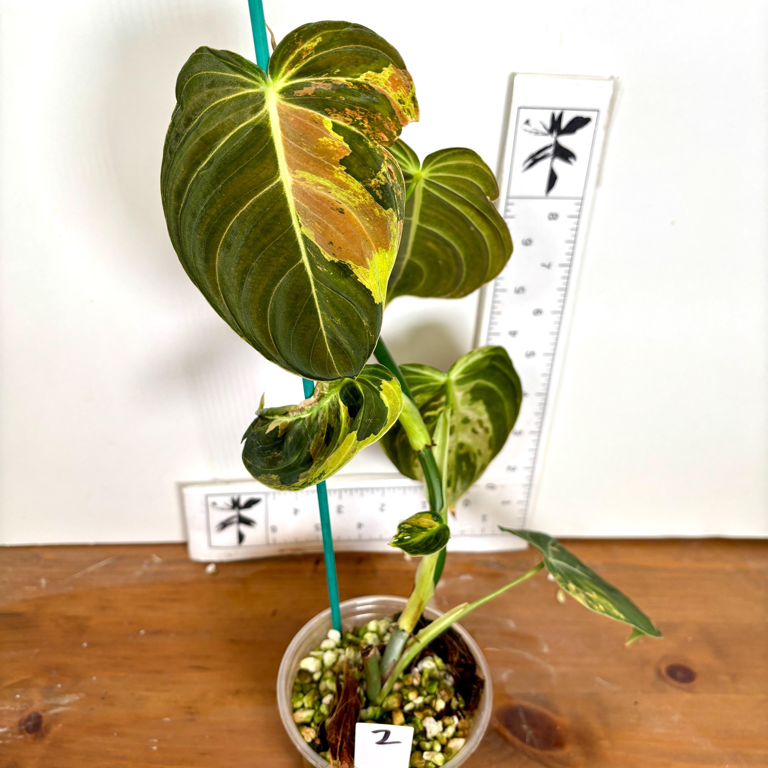 Variegated Philodendron Melanochrysum | Pink, Orange, Peach