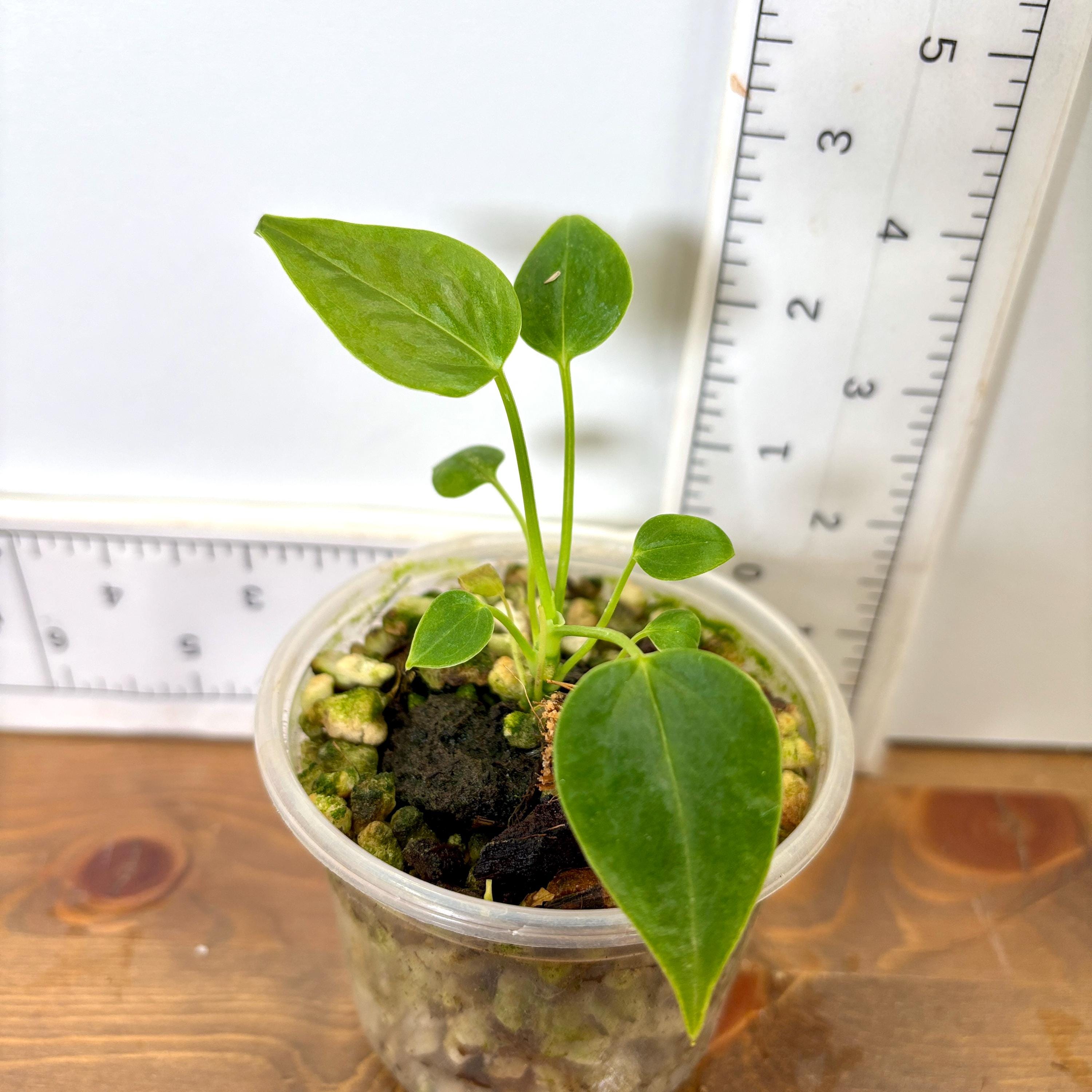 Rare Anthurium Plants - Etsy