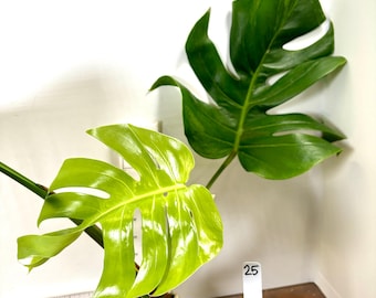 Super Rare Variegated Monstera Green on Green Plant - Variegated