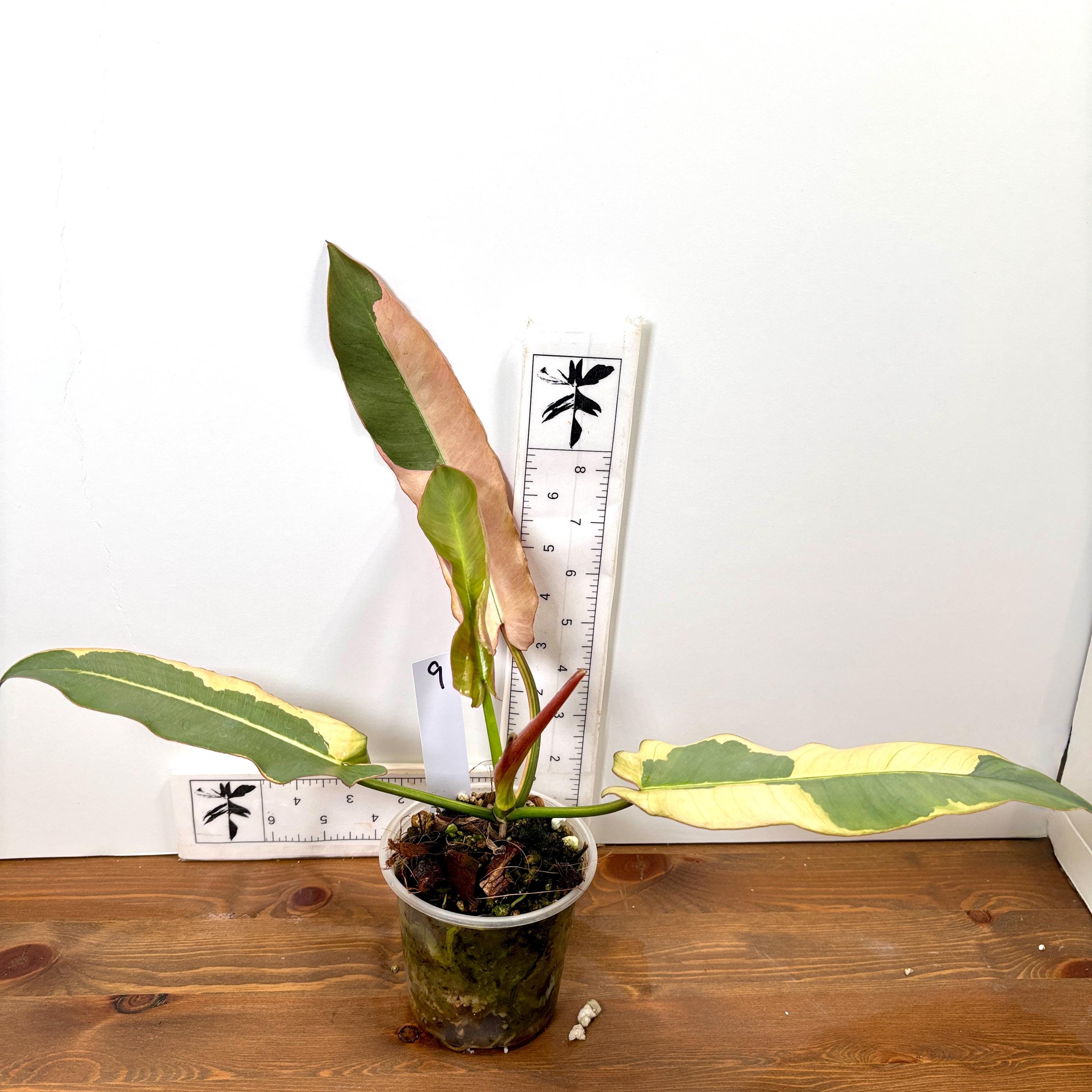 philodendron marble pink princess Philodendron erubescens, 