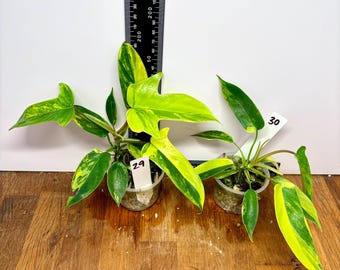 Philodendron 'Florida Beauty' | Yellow, cream, white variegation | Rooted exact starter plants