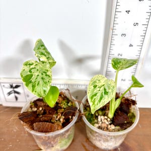 Monstera Deliciosa Baby Plant - Etsy