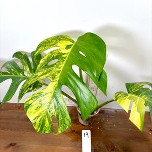 Monstera Siltepecana Variegated | Rare Variegated Aroid | Exact