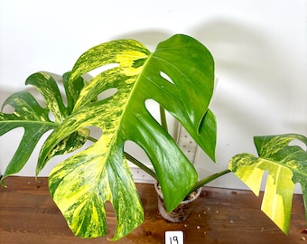 Variegated Yellow Marilyn Monstera Plant, 4