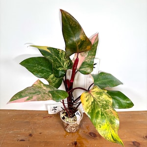 Strawberry Shake Philodendron | Rooted Exact Plant | Variegated Philodendron erubescens ‘Strawberry Shake’