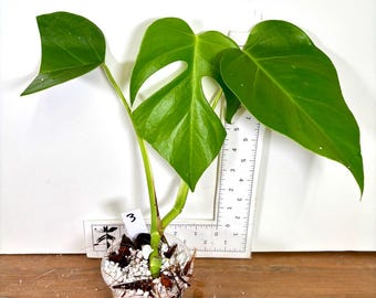 Super Rare Monstera Deliciosa Mint Live Plant - Tropical