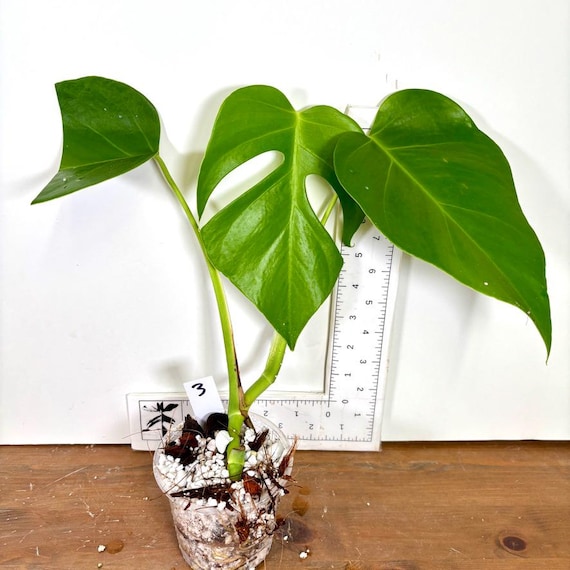 Monstera Deliciosa Var. Sierrana | Exact Rooted Plants | Sierrana