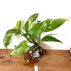 Monstera Siltepecana Variegated - Etsy