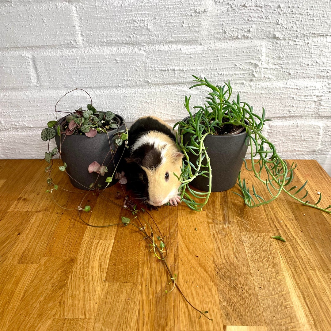 4 Strings of Things Starter Bundle Fully Rooted in 4 Etsy