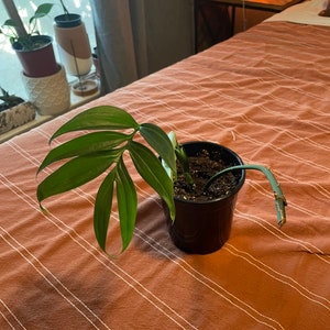 Monstera subpinnata