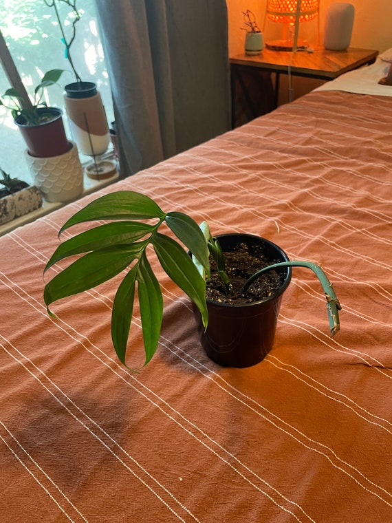 philodendron green princess giftig Philodendron Green Princess