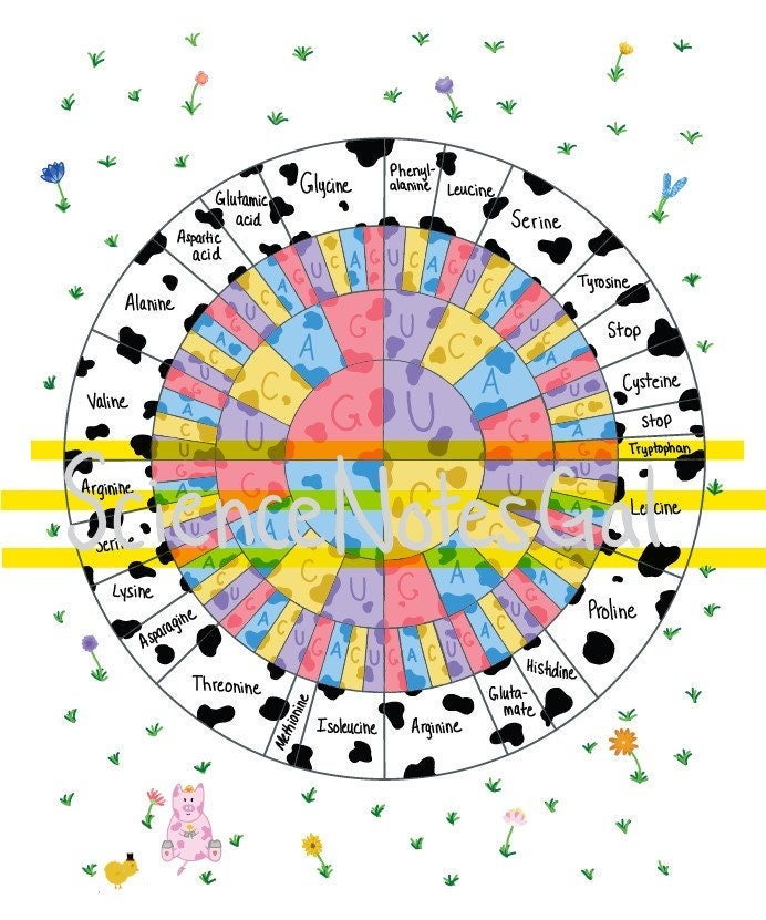Printable Amino Acid Chart