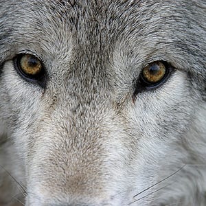 Grey Wolf eye