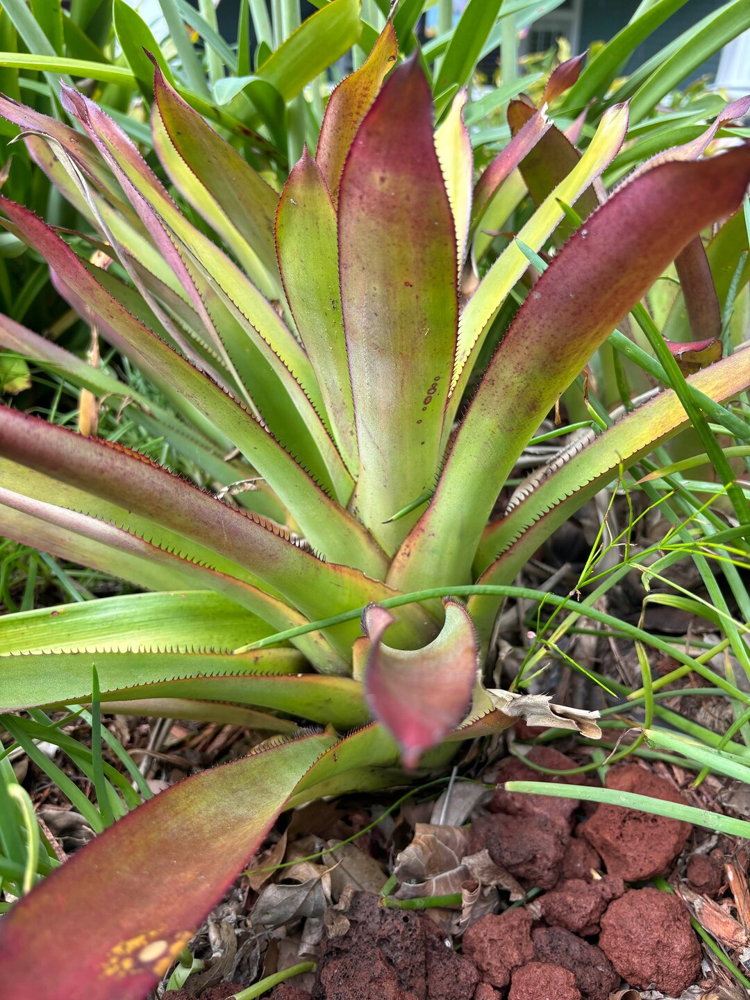 Portea Helga Tarver, Unusual, Hard-to-find, Bromeliad, Live Plant - Etsy