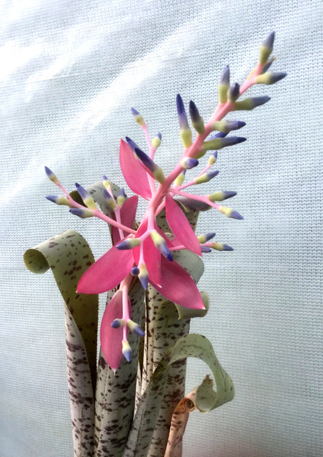 Quesnelia marmorata 'Tim Plowman' – bromeliad.com