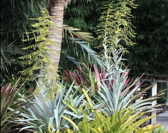 Alcantarea odorata, Offset, Pup, Bromeliad, Live Plant, Full Sun, Green