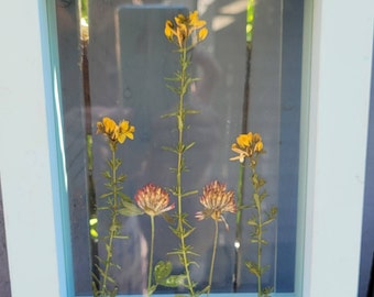 Pressed flowers in shadow box frame