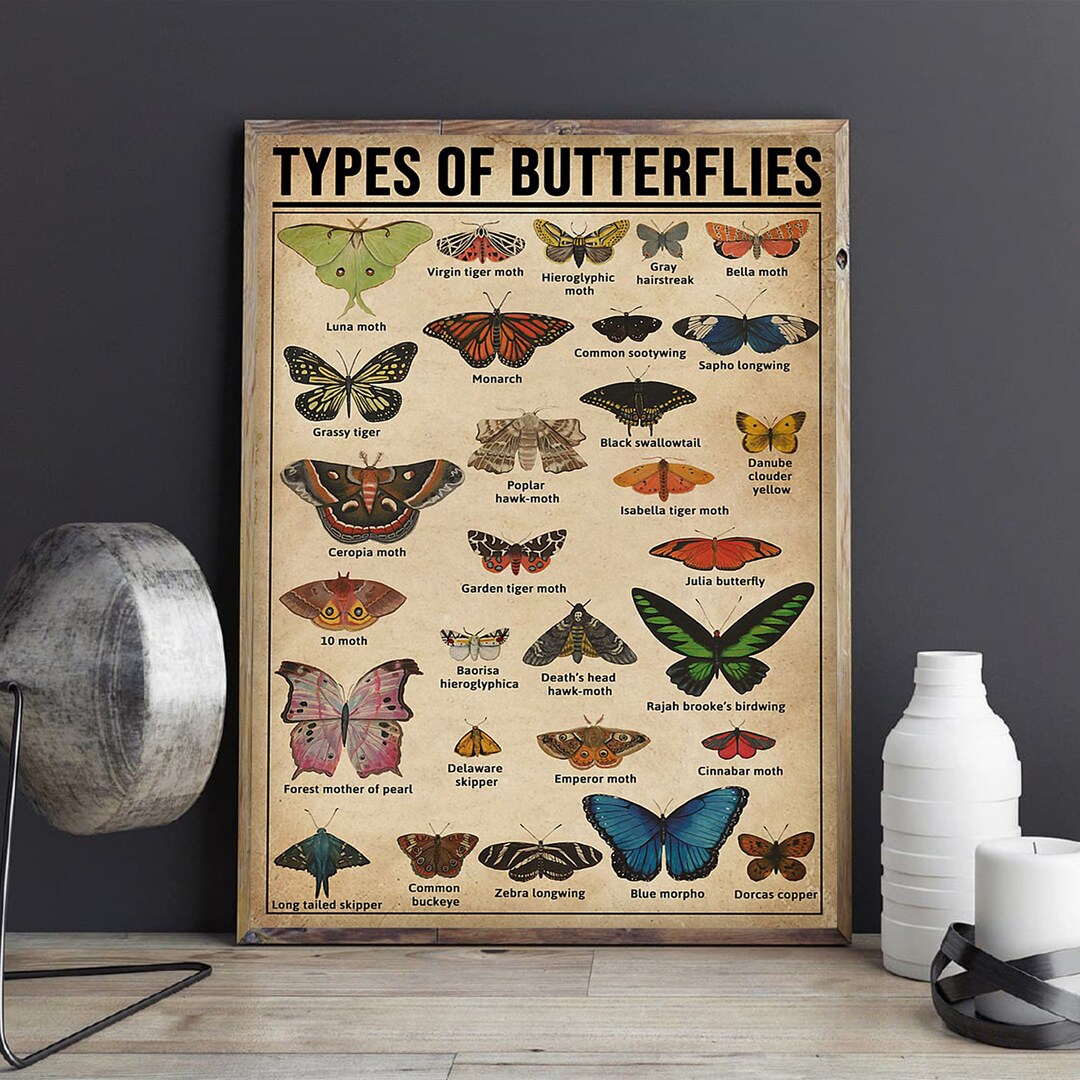 Types of Butterflies Poster Butterfly Knowledge Print Etsy