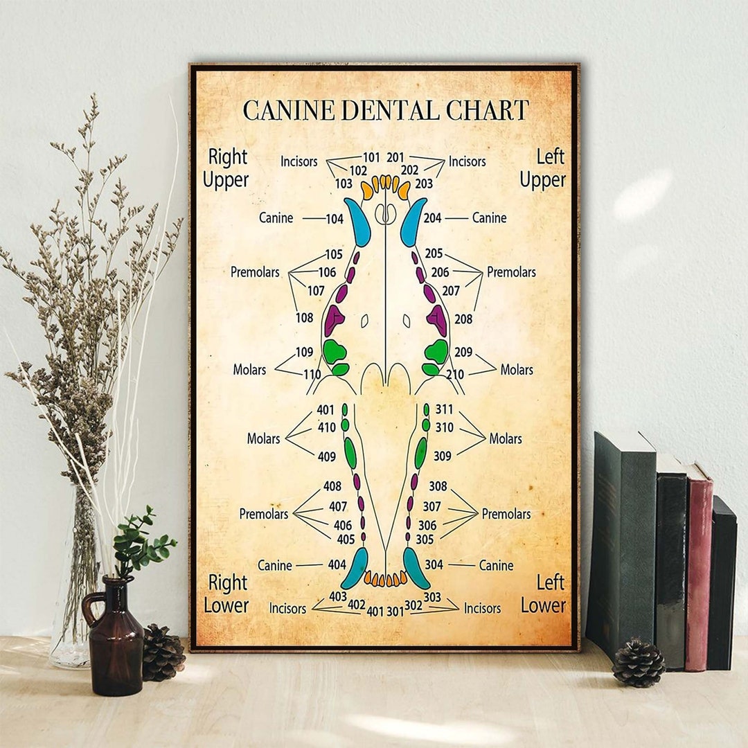 Dentist Canine Dental Chart Poster Home Decor, Dental Knowledge Wall