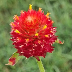 May include: A vibrant globe amaranth flower featuring a dense, spherical head of deep red, scale-like bracts. Small, bright yellow star-shaped florets emerge from between the red bracts. The flower sits atop a slender, light green, fuzzy stem.