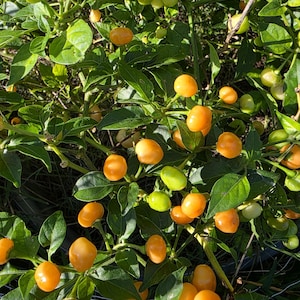 Peut inclure: Gros plan sur un plant de poivrons avec des feuilles vertes vibrantes et de nombreux poivrons orange et verts. Les poivrons sont petits et ronds, regroupés parmi le feuillage. L'image est bien éclairée, mettant en valeur les couleurs et les textures naturelles de la plante.