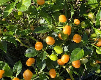 Aji Charapita Peach Wild Peruvian Hot Pepper Heirloom pepper for container or raised bed gardening.  25+ seeds per pack.