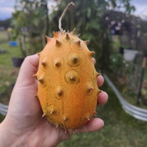 Kiwano African Horned Jelly Melon Organic Seeds 20 seed min. Per pack Heirloom Open Pollinated Melon seeds summer vegetable seeds rare seeds