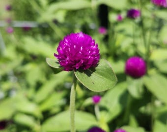 50+ Purple Gomphrena Flower Seeds, Globe Amaranth, Heirloom