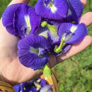 Thai Blue Butterfly Pea Flower Seeds 20+ Seed Minimum. Butterfly Pea Tea Flower from Thailand Heirloom Open Pollinated Organically Grown