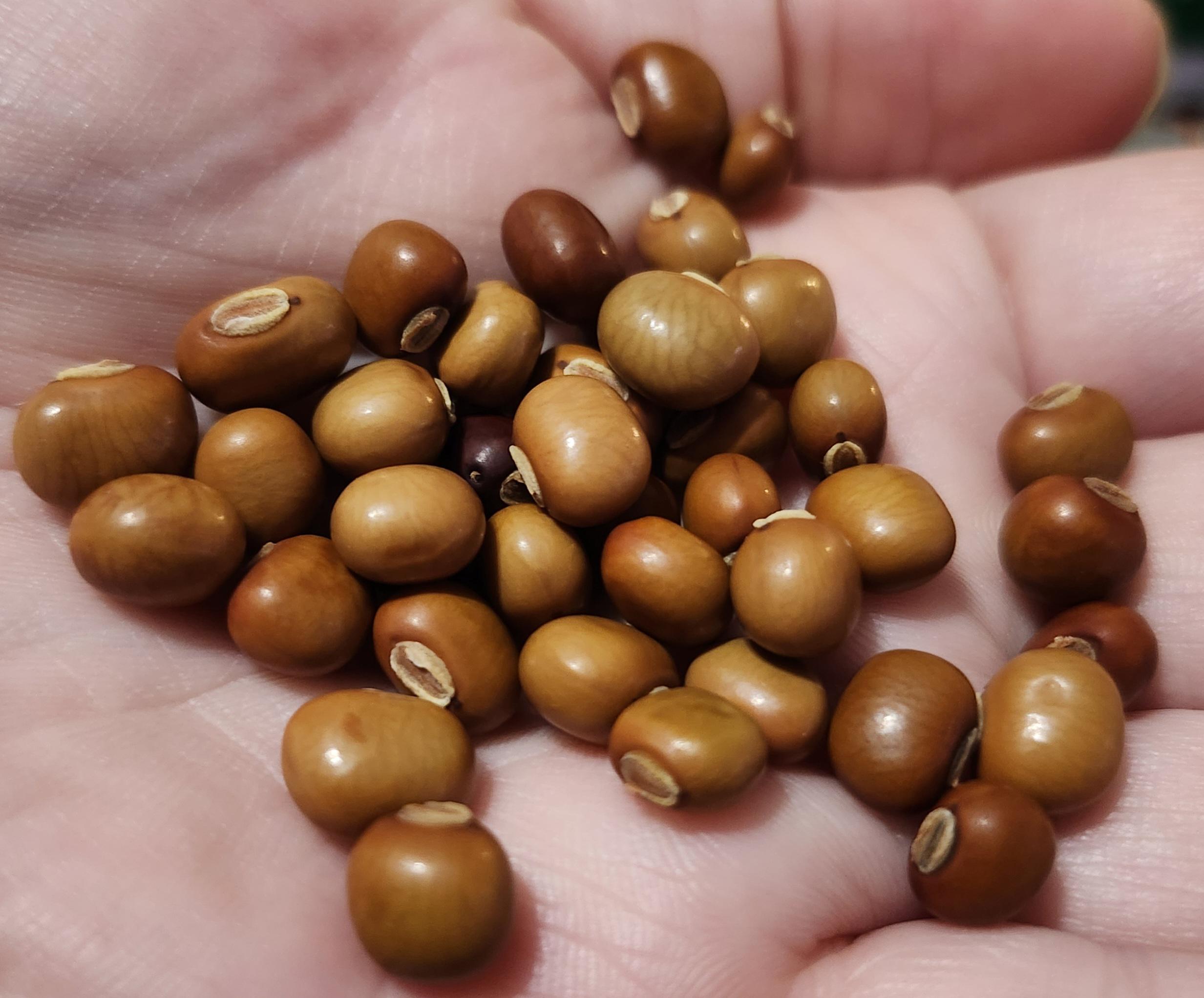 15 Urizun Asian / Japanese Winged Bean Seeds – Heirloom Climbing Bean