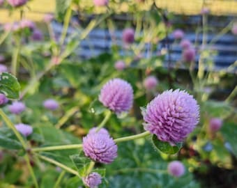 Lachs Pastel Gomphrena Blumensamen, Heirloom Globe Amaranth 50+ Samen