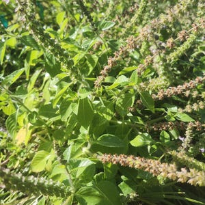 Heilige basilicum Tulsi (type Kapoor) 200+ kleine zaden geneeskrachtig culinair theekruid