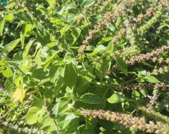 Basilic sacré Tulsi (type Kapoor) + de 200 petites graines et tisane médicinale culinaire