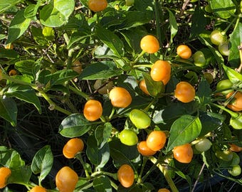 Aji Charapita Peach Wild Peruvian Hot Pepper Heirloom pepper for container or raised bed gardening.  15+ seeds per pack.