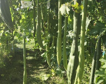 Mezcla de semillas de lufa tailandesa extralarga, orgánica, mínimo 15 semillas.
