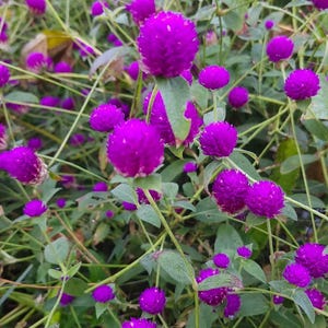 May include: A cluster of vibrant purple globe amaranth flowers with spherical, textured blooms on thin green stems. The plant features numerous small, round, magenta-colored flower heads interspersed with slender green leaves and thin stalks.