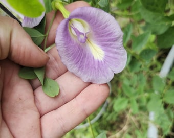 Semillas de flor de guisante mariposa lavanda - RARAS 15+ semillas por paquete