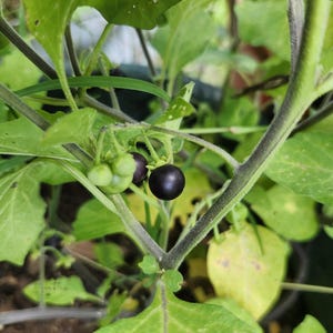 50+ Schwartzbeeren Garden Huckleberry Seeds.  German Blackberry Seeds Also Known As Garden Huckleberry. Organically Grown Summer Berry