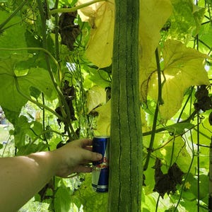 Thai Extra Long Luffa Mix (3-4 Feet Long) Organic Minimum Seed Count 15. Large Luffa Sponges